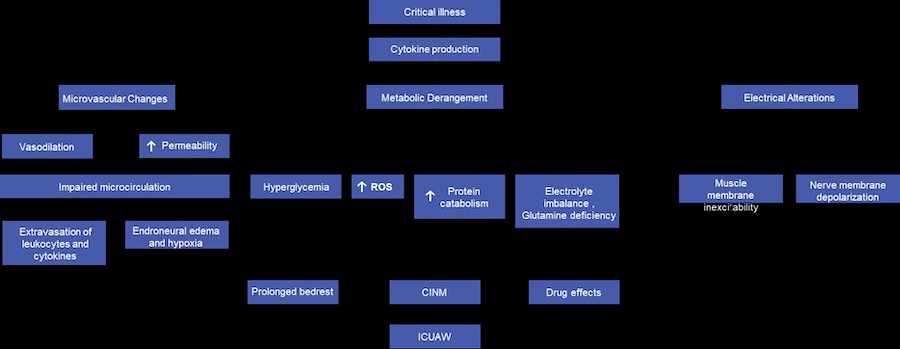 illness pathway 
