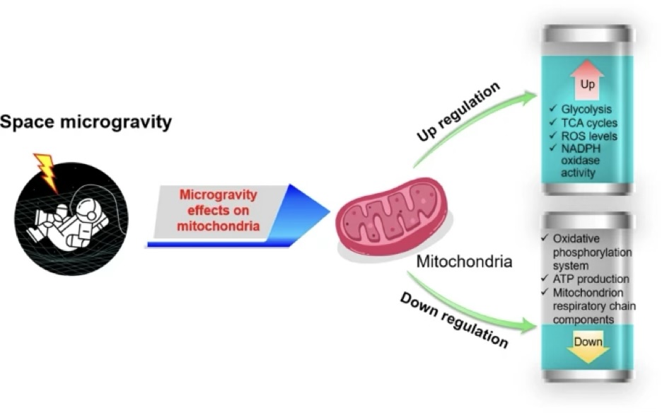 mitochondrial system