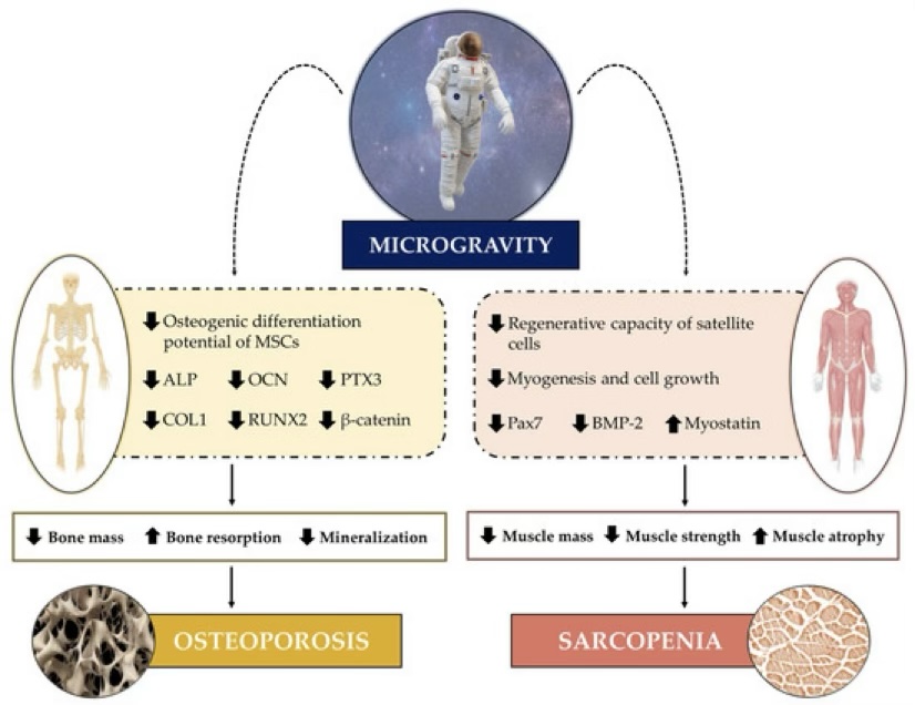 muscoloskeletal system 7